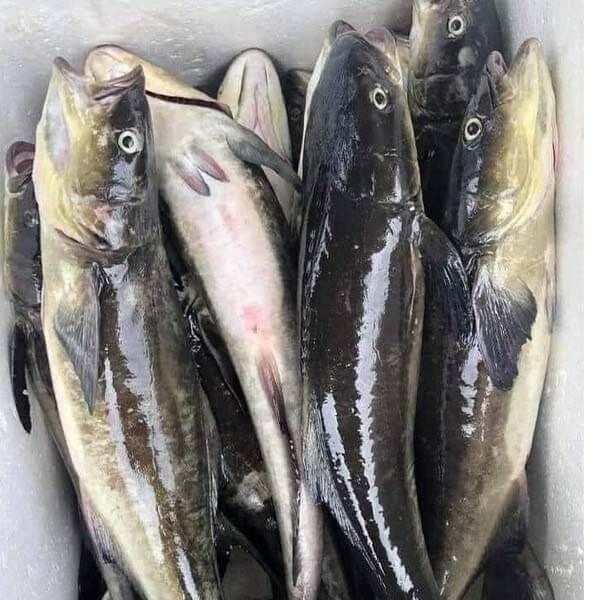 5 loại c&aacute; v&agrave;o "m&ugrave;a v&agrave;ng": Thịt chắc, &iacute;t tanh, ngon nhất chợ- Ảnh 4.