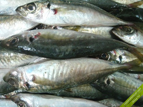 Người b&aacute;n c&aacute; tiết lộ những loại c&aacute; họ b&aacute;n nhiều nhất mỗi s&aacute;ng- Ảnh 1.