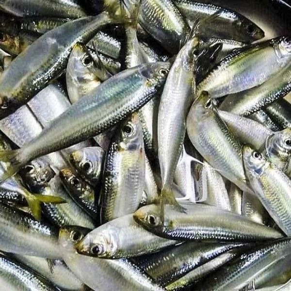 5 loại c&aacute; v&agrave;o "m&ugrave;a v&agrave;ng": Thịt chắc, &iacute;t tanh, ngon nhất chợ- Ảnh 3.