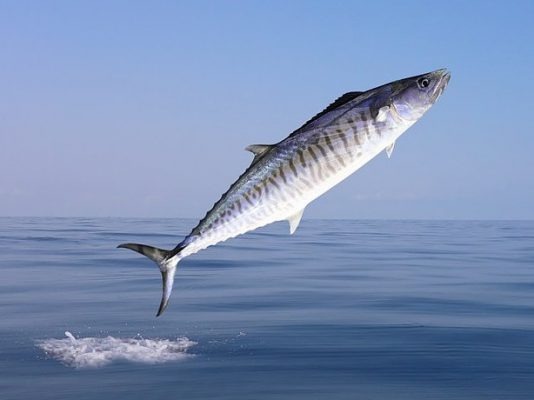 Top 4 hải sản chứa nhiều thủy ng&acirc;n bậc nhất- Ảnh 2.