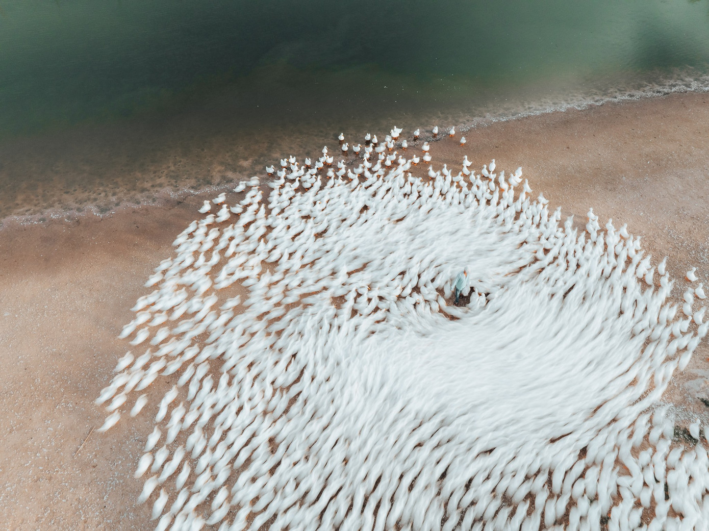 Đẹp ngỡ ng&agrave;ng 'lốc xo&aacute;y' vịt trắng muốt ở T&acirc;y Ninh- Ảnh 5.