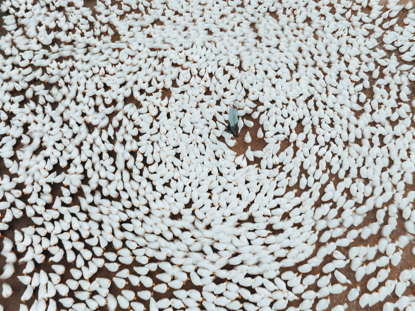 Đẹp ngỡ ng&agrave;ng 'lốc xo&aacute;y' vịt trắng muốt ở T&acirc;y Ninh- Ảnh 2.