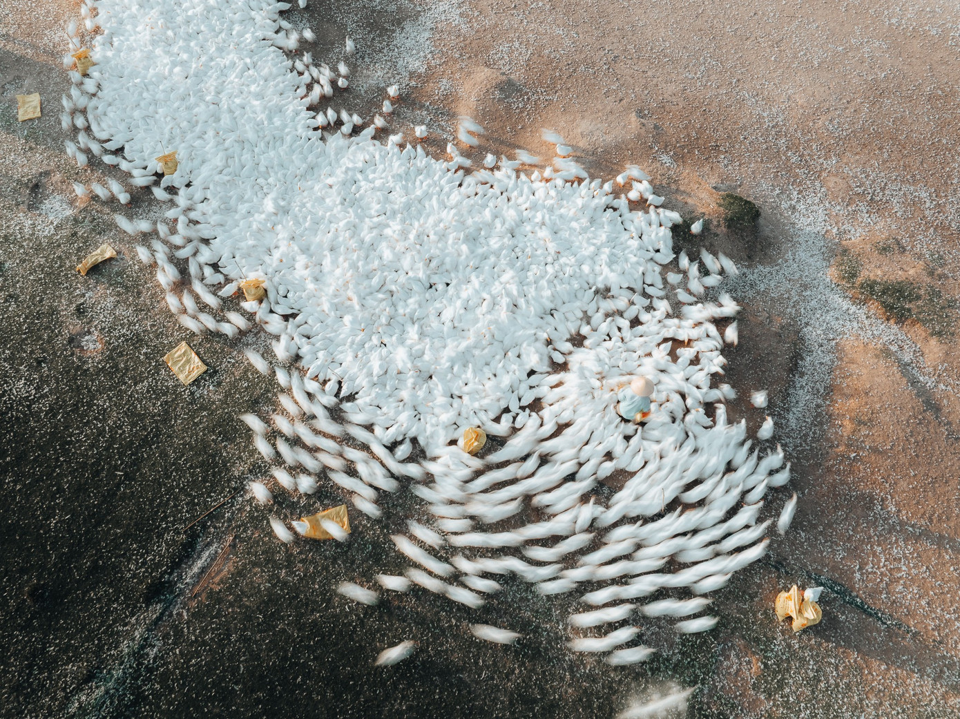 Đẹp ngỡ ng&agrave;ng 'lốc xo&aacute;y' vịt trắng muốt ở T&acirc;y Ninh- Ảnh 1.