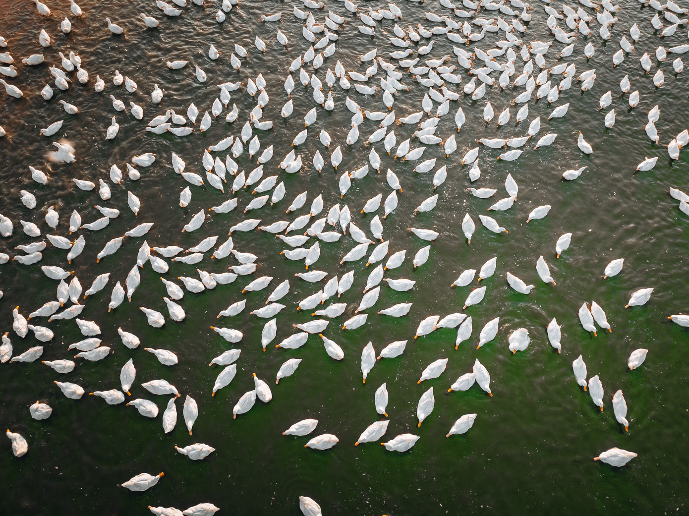 Đẹp ngỡ ng&agrave;ng 'lốc xo&aacute;y' vịt trắng muốt ở T&acirc;y Ninh- Ảnh 9.