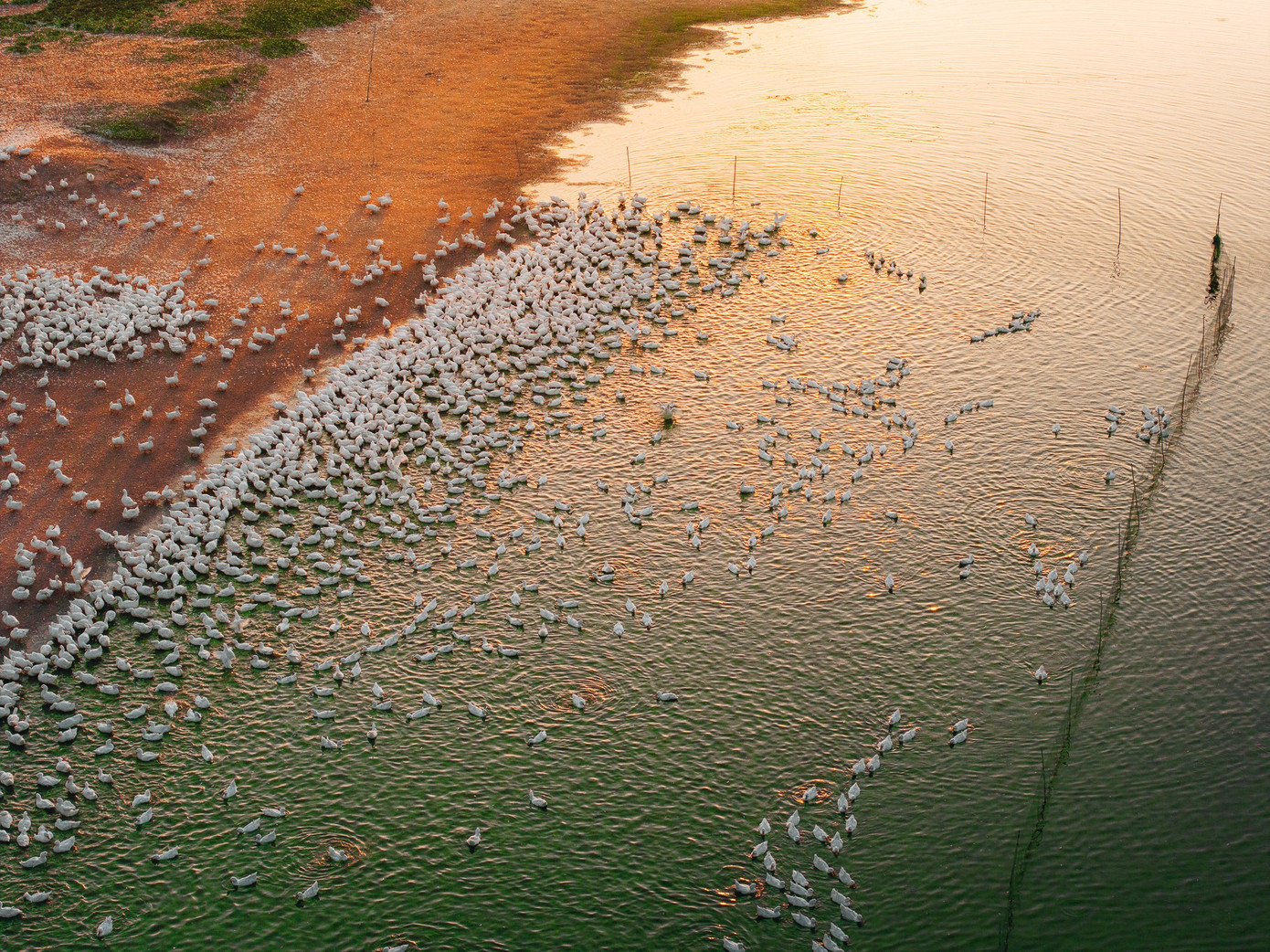 Đẹp ngỡ ng&agrave;ng 'lốc xo&aacute;y' vịt trắng muốt ở T&acirc;y Ninh- Ảnh 4.