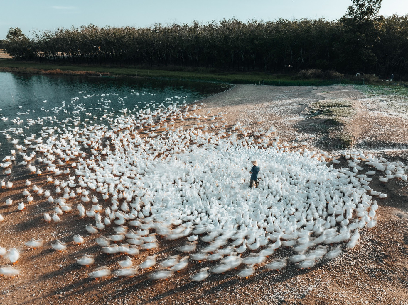 Đẹp ngỡ ng&agrave;ng 'lốc xo&aacute;y' vịt trắng muốt ở T&acirc;y Ninh- Ảnh 3.