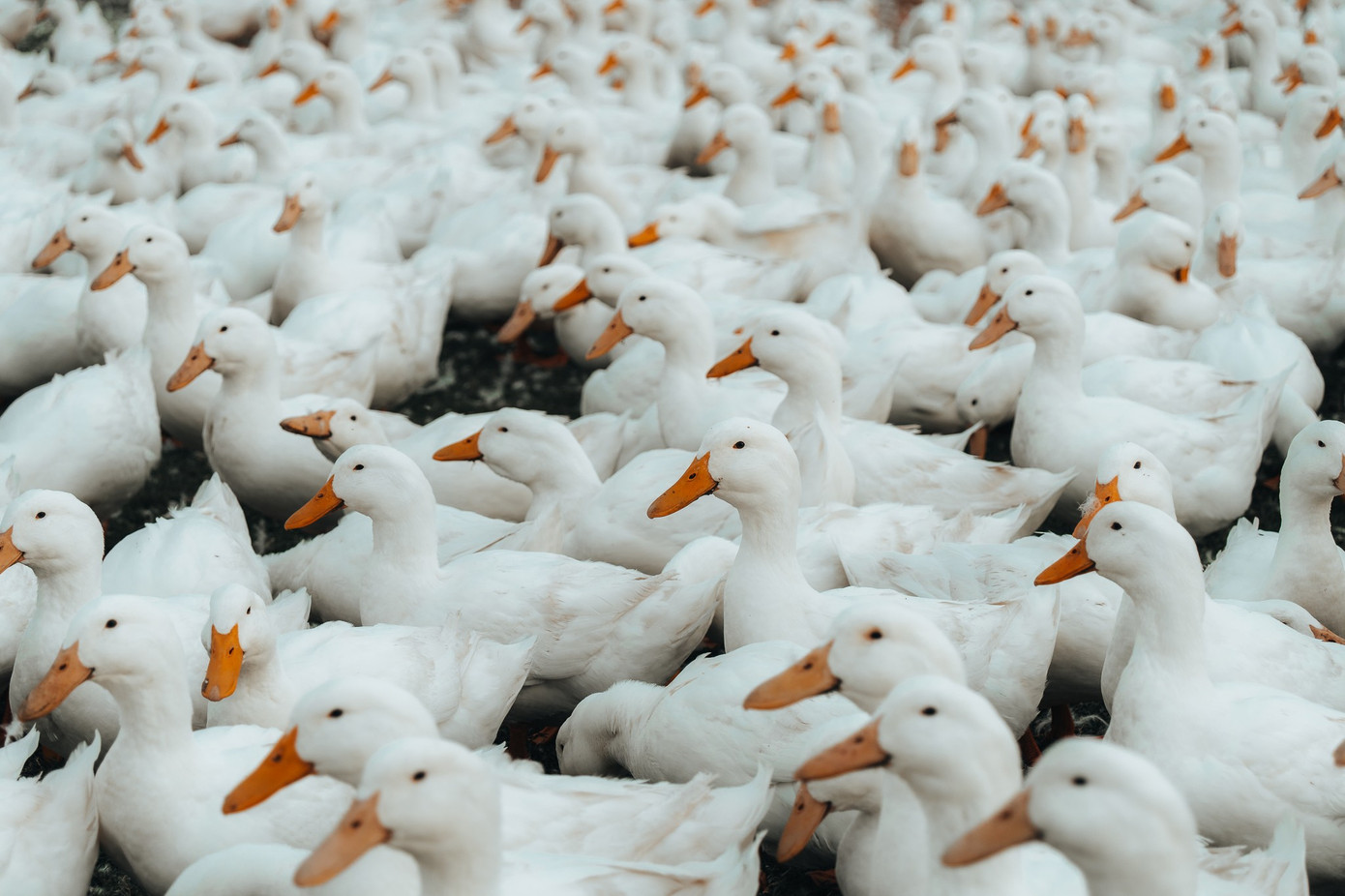 Đẹp ngỡ ng&agrave;ng 'lốc xo&aacute;y' vịt trắng muốt ở T&acirc;y Ninh- Ảnh 7.