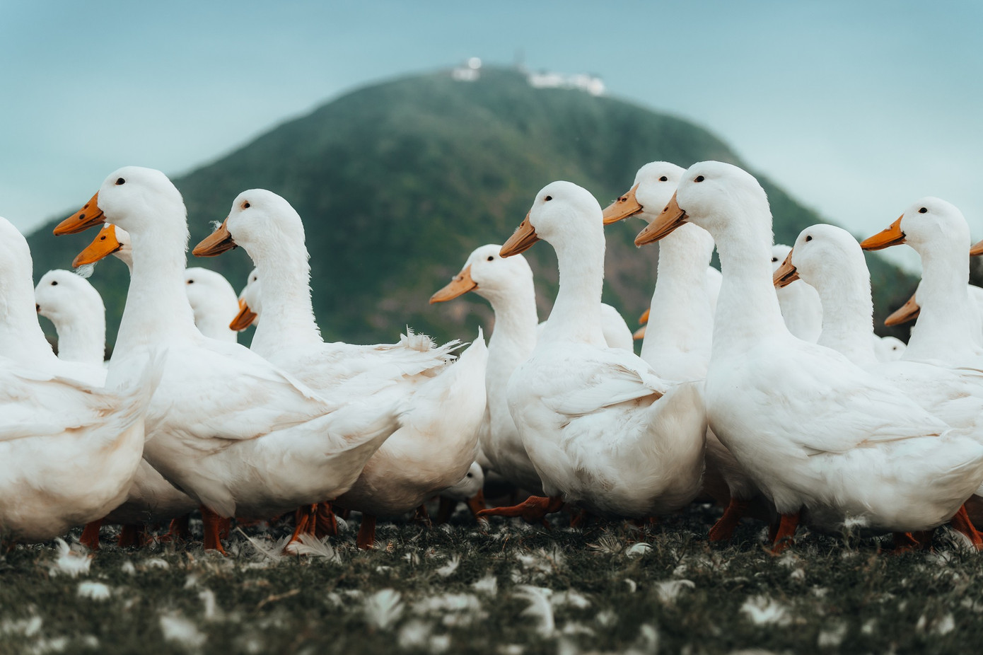 Đẹp ngỡ ng&agrave;ng 'lốc xo&aacute;y' vịt trắng muốt ở T&acirc;y Ninh- Ảnh 8.