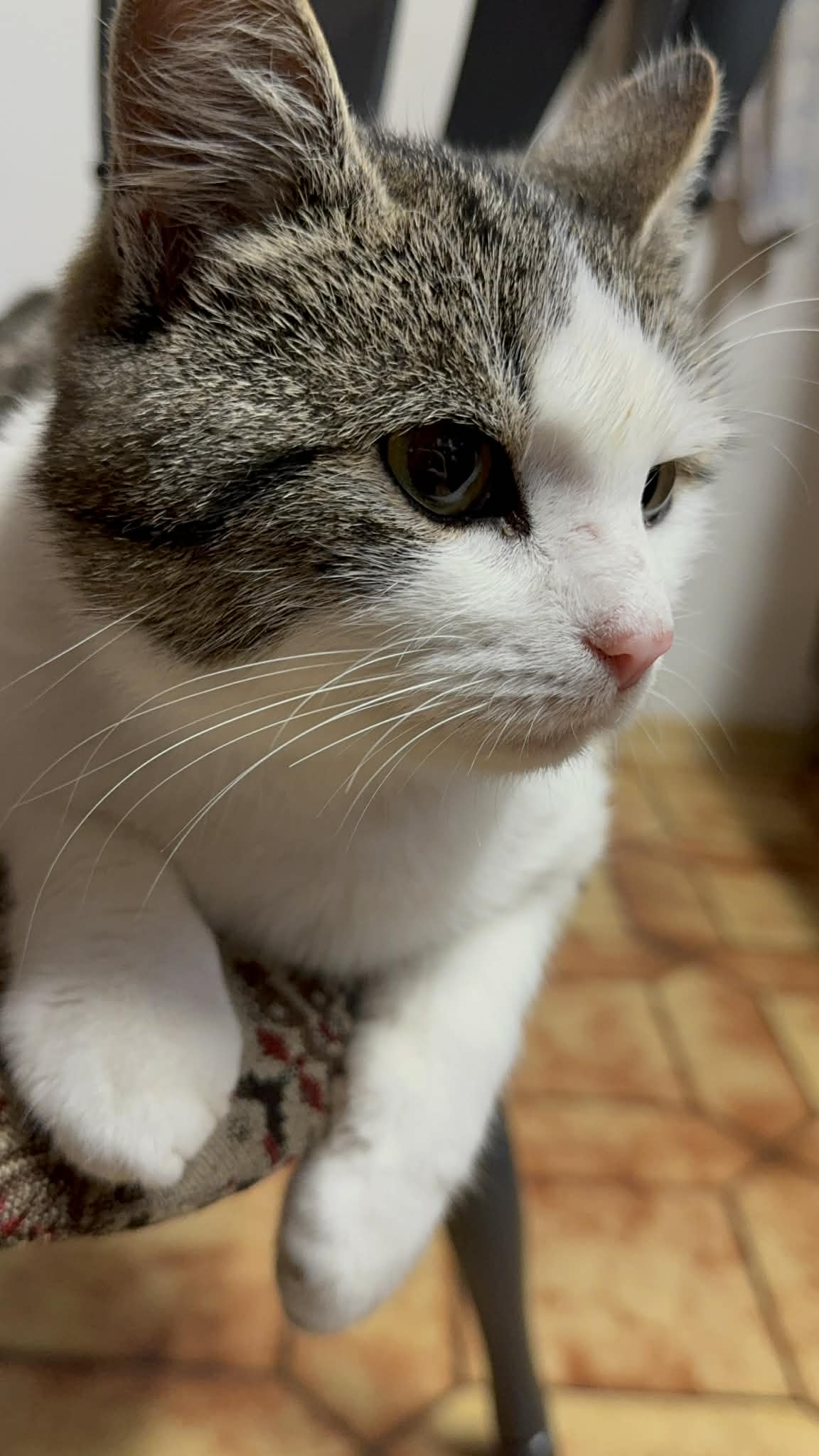 Cậu bé mới 9 tuổi đã đi qua 16 quốc gia, học nhảy lớp: Bị thị phi vì... quá giỏi liền được mẹ động viên 1 câu cực thấm!- Ảnh 11.