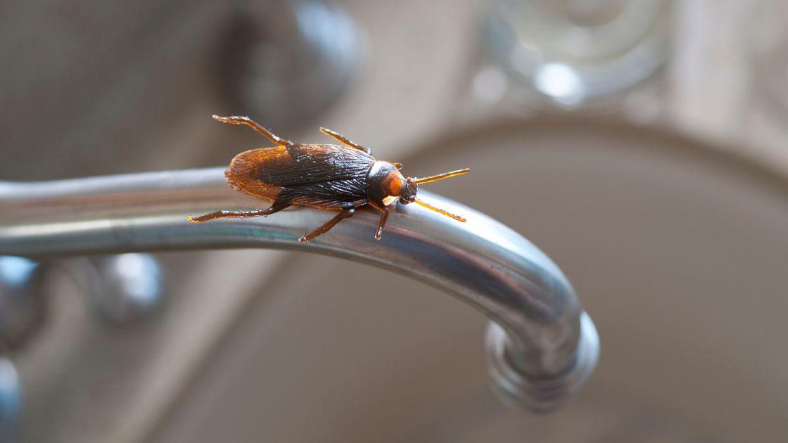 4 dấu hiệu cho thấy gi&aacute;n đang l&agrave;m tổ trong nh&agrave; bạn- Ảnh 1.