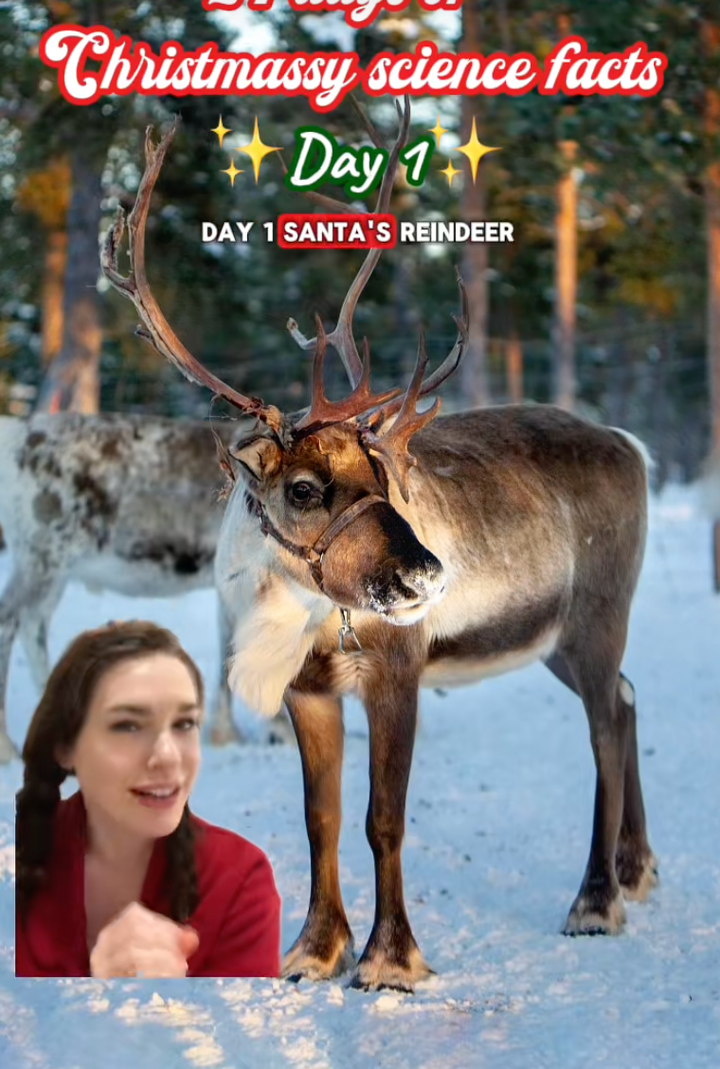 Sự thật &iacute;t người biết về giới t&iacute;nh 9 con tuần lộc của &ocirc;ng gi&agrave; Noel- Ảnh 2.