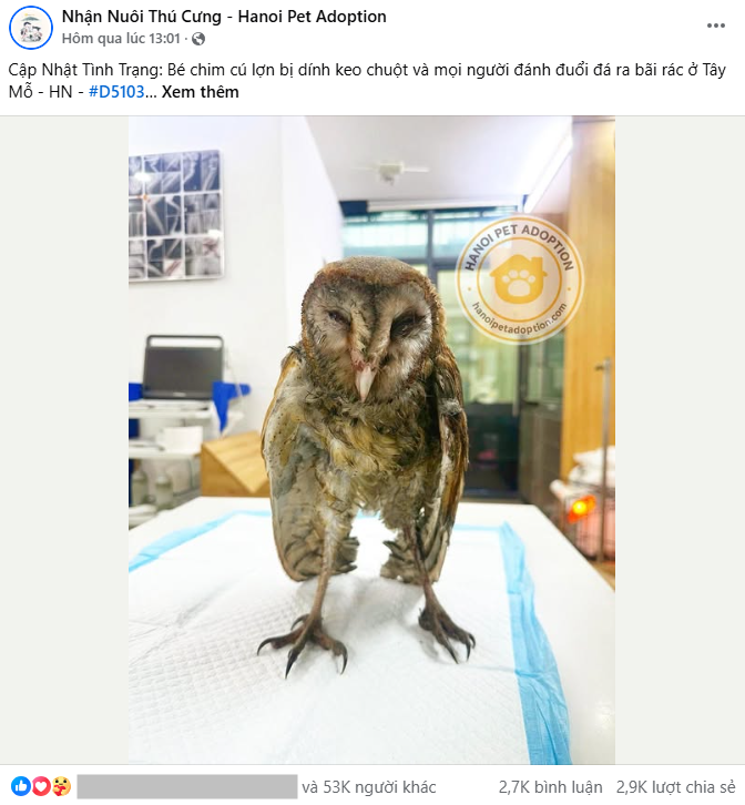 Ch&uacute; chim c&uacute; lợn bị d&iacute;nh keo chuột v&agrave; đ&aacute;nh đuổi ra b&atilde;i r&aacute;c ở T&acirc;y Mỗ, H&agrave; Nội: T&igrave;nh trạng sau khi cấp cứu- Ảnh 2.