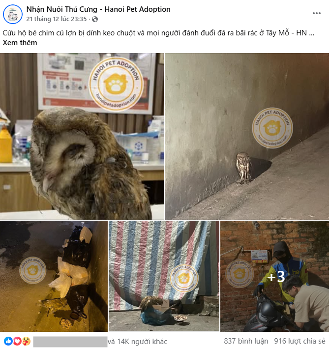 Ch&uacute; chim c&uacute; lợn bị d&iacute;nh keo chuột v&agrave; đ&aacute;nh đuổi ra b&atilde;i r&aacute;c ở T&acirc;y Mỗ, H&agrave; Nội: T&igrave;nh trạng sau khi cấp cứu- Ảnh 1.