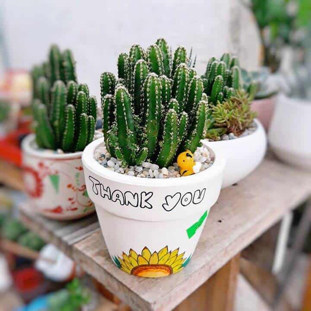 4 c&acirc;y cảnh kh&ocirc;ng để ở trong ph&ograve;ng ngủ v&igrave; ảnh hưởng kh&ocirc;ng tốt cho gia chủ: 1 loại c&acirc;y rất được y&ecirc;u th&iacute;ch- Ảnh 2.