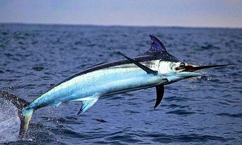 Top 4 hải sản chứa nhiều thủy ng&acirc;n bậc nhất- Ảnh 1.