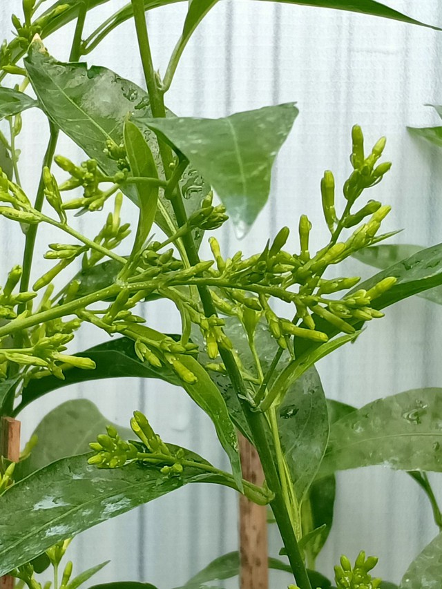 4 c&acirc;y cảnh kh&ocirc;ng để ở trong ph&ograve;ng ngủ v&igrave; ảnh hưởng kh&ocirc;ng tốt cho gia chủ: 1 loại c&acirc;y rất được y&ecirc;u th&iacute;ch- Ảnh 4.