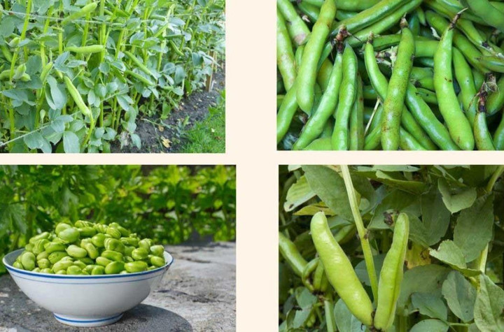 Loại hạt như 'vi&ecirc;n bổ n&atilde;o', ngon hơn thịt, tốt hơn trứng, đi chợ thấy nhớ mua- Ảnh 1.