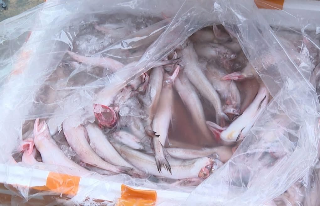 C&aacute;ch nhận biết c&aacute; ng&acirc;m ho&aacute; chất formol nguy hiểm: Đơn giản nhưng nhiều người bỏ qua từ đầu- Ảnh 3.