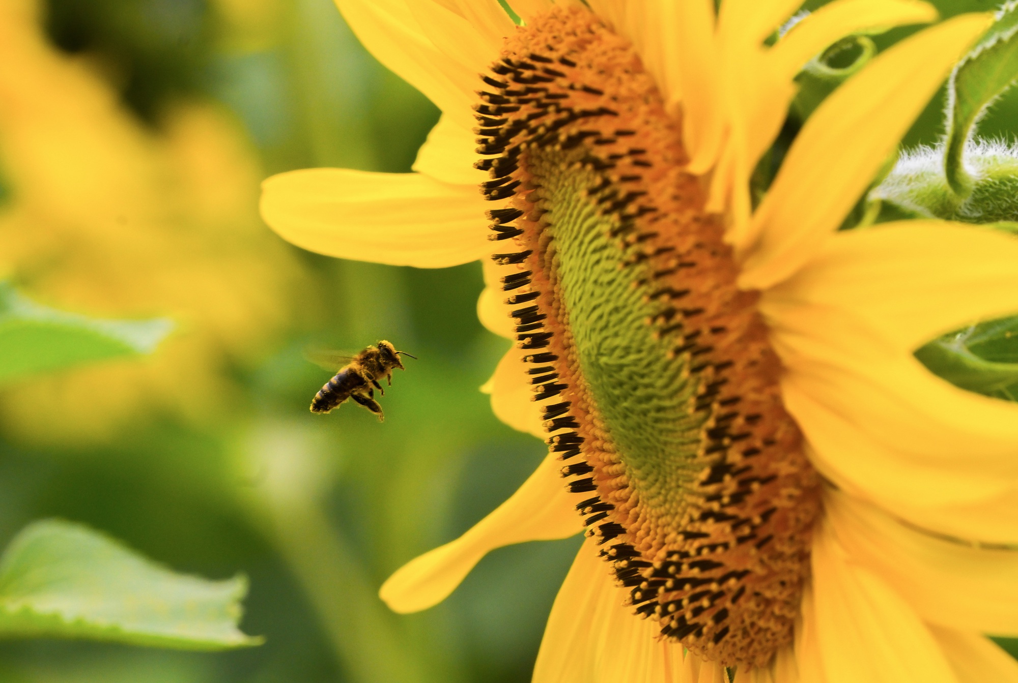 Chuyến đi để "sống chậm" giữa m&ugrave;a hoa hướng dương đẹp nhất- Ảnh 7.