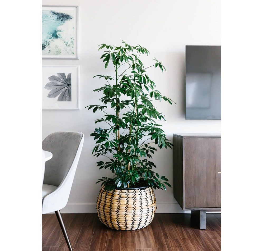 Đầu năm mới khuy&ecirc;n bạn n&ecirc;n trồng 5 loại c&acirc;y n&agrave;y: Rước lộc v&agrave;o nh&agrave;, h&uacute;t tiền bạc như nam ch&acirc;m- Ảnh 2.