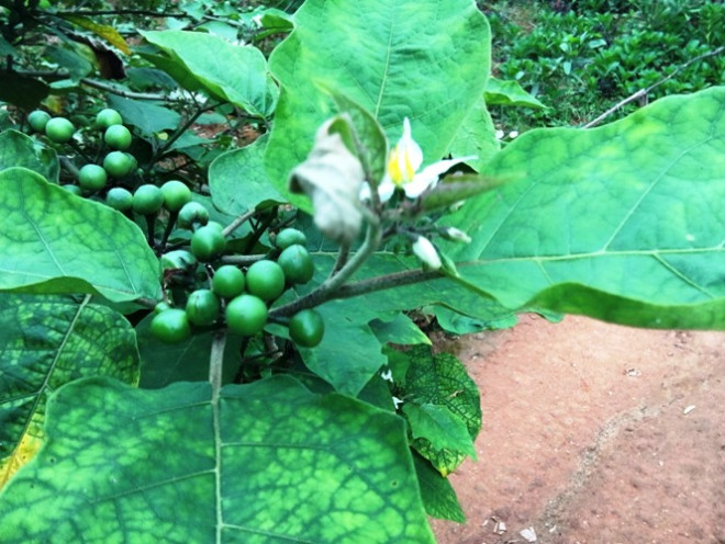 Loại quả mọc dại c&oacute; vị đắng đặc trưng nay th&agrave;nh đặc sản, đặc biệt ngon khi nấu c&ugrave;ng thịt ba chỉ- Ảnh 1.