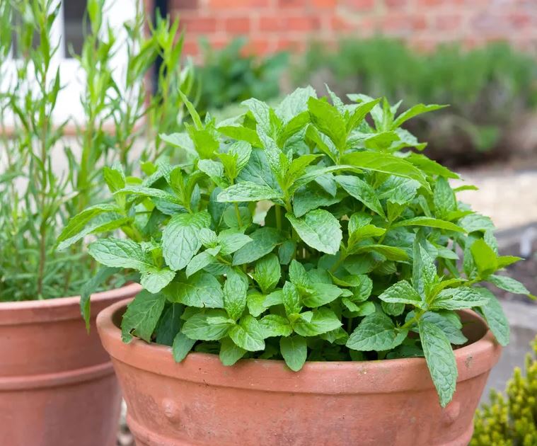 5 loại c&acirc;y c&oacute; cho cũng kh&ocirc;ng n&ecirc;n trồng trong vườn- Ảnh 4.