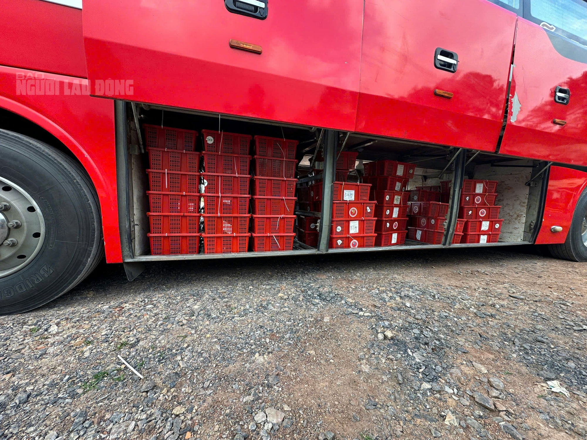 N&Oacute;NG: Tạm giữ 676 con rắn hổ mang, nặng gần 1.000 kg ở Quảng Trị- Ảnh 1.