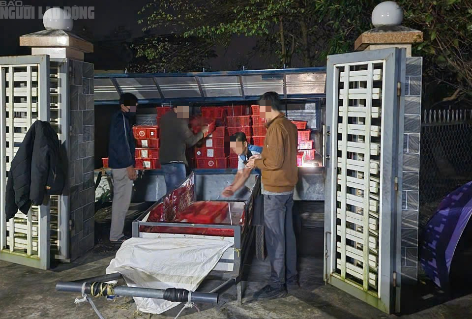 N&Oacute;NG: Tạm giữ 676 con rắn hổ mang, nặng gần 1.000 kg ở Quảng Trị- Ảnh 2.