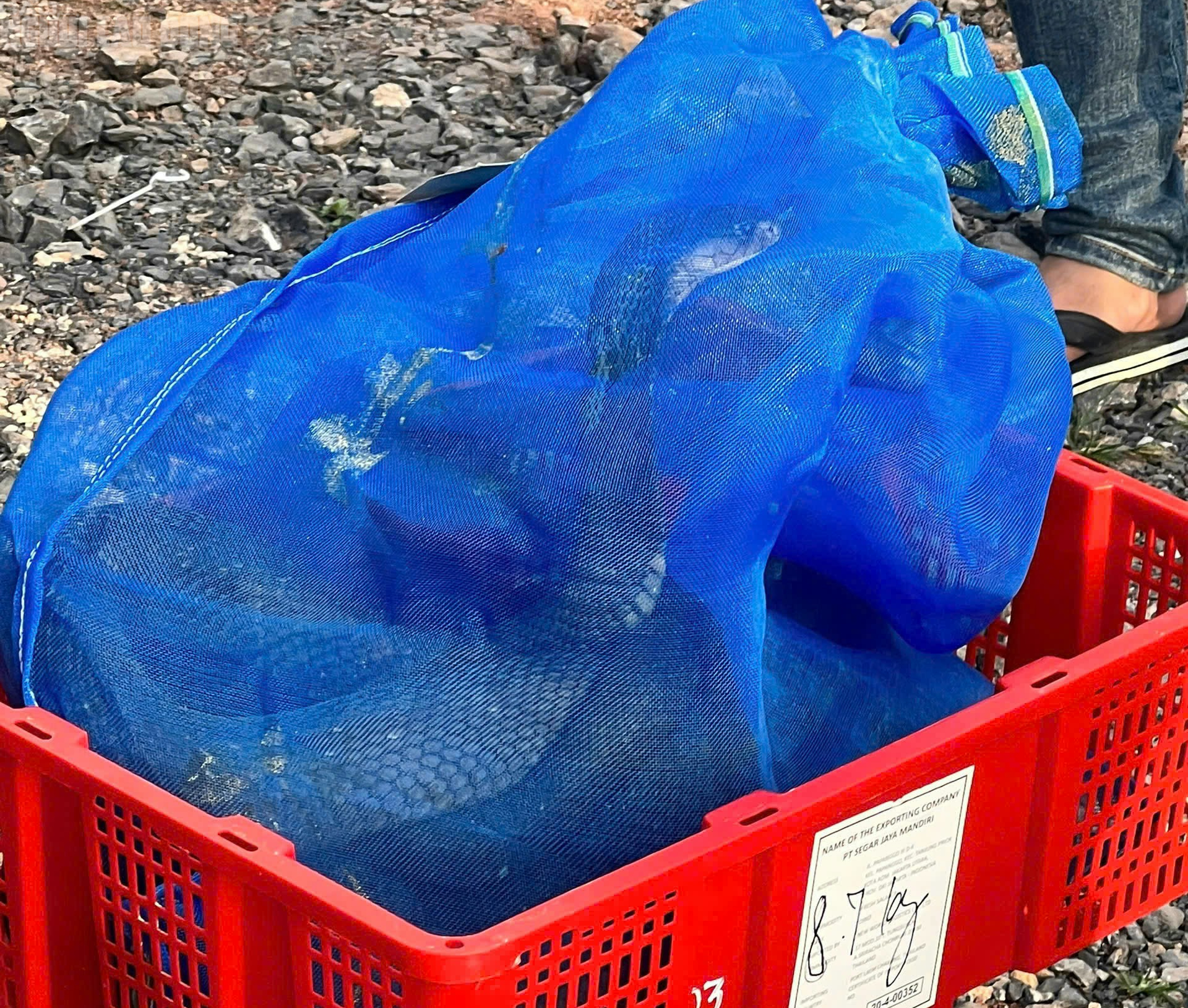 N&Oacute;NG: Tạm giữ 676 con rắn hổ mang, nặng gần 1.000 kg ở Quảng Trị- Ảnh 3.