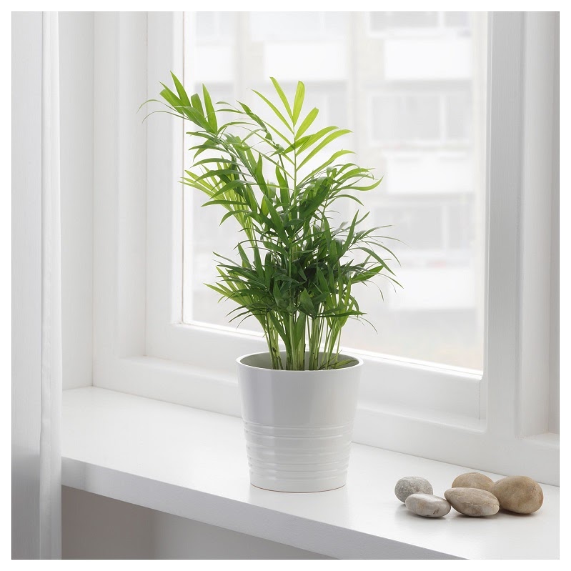 Đầu năm mới khuy&ecirc;n bạn n&ecirc;n trồng 5 loại c&acirc;y n&agrave;y: Rước lộc v&agrave;o nh&agrave;, h&uacute;t tiền bạc như nam ch&acirc;m- Ảnh 1.