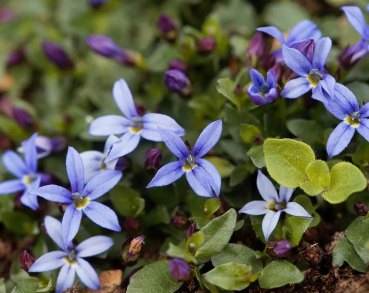 5 loại c&acirc;y c&oacute; cho cũng kh&ocirc;ng n&ecirc;n trồng trong vườn- Ảnh 1.