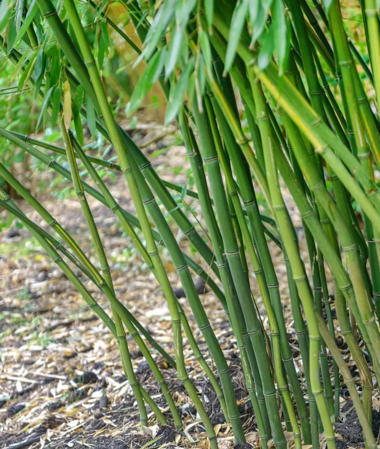 5 loại c&acirc;y c&oacute; cho cũng kh&ocirc;ng n&ecirc;n trồng trong vườn- Ảnh 2.