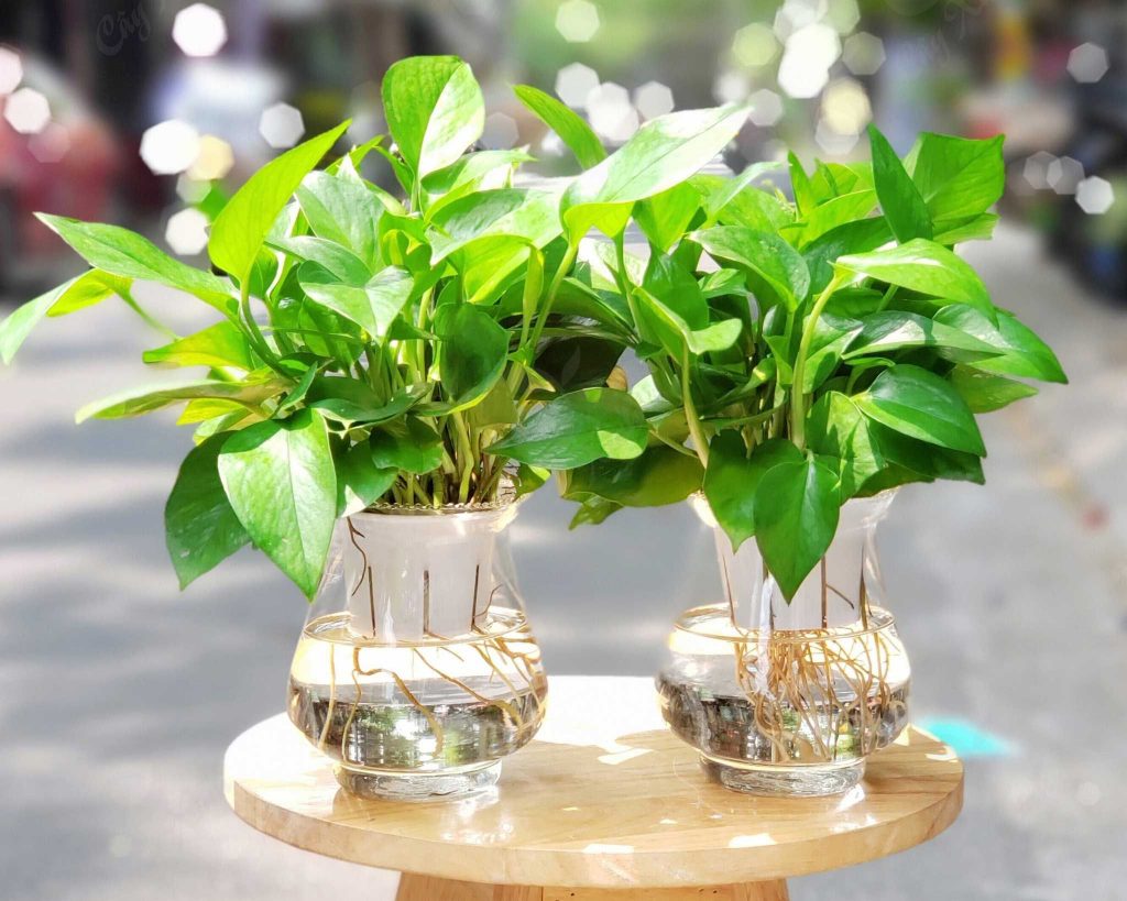 Muỗi sẽ v&agrave;o nh&agrave; nếu bạn đang trồng 4 loại c&acirc;y quen thuộc n&agrave;y- Ảnh 3.