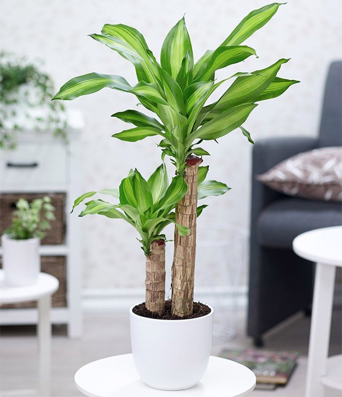 Đầu năm mới khuy&ecirc;n bạn n&ecirc;n trồng 5 loại c&acirc;y n&agrave;y: Rước lộc v&agrave;o nh&agrave;, h&uacute;t tiền bạc như nam ch&acirc;m- Ảnh 4.