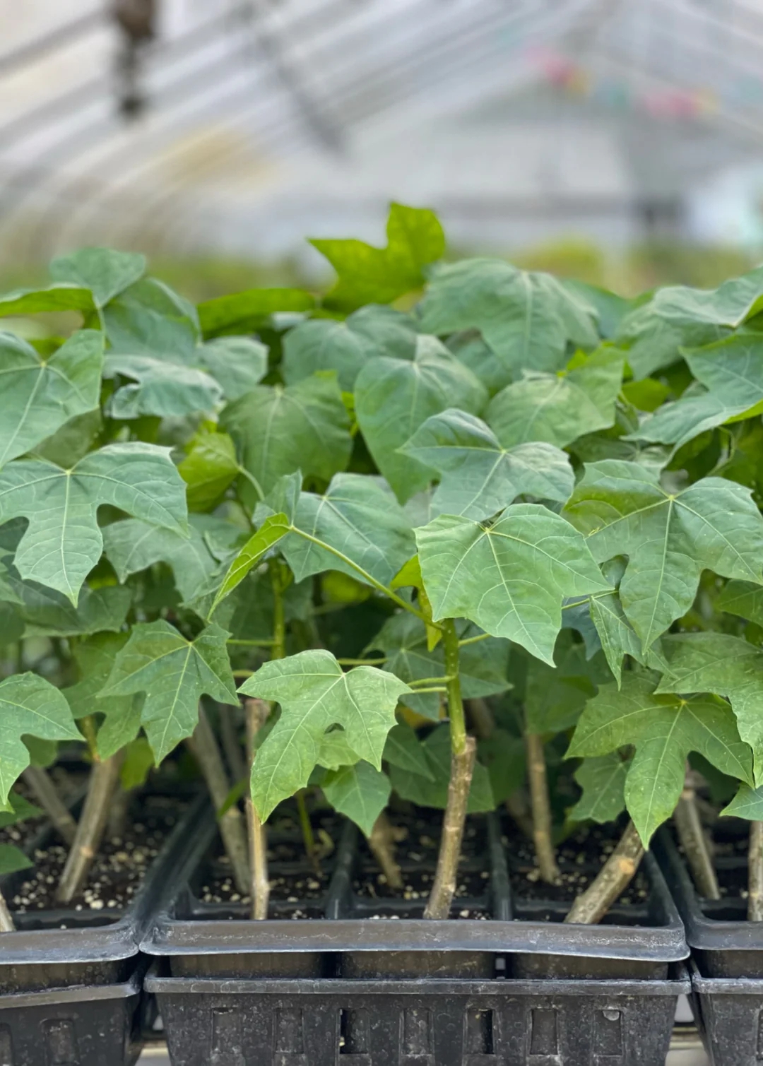 Việt Nam c&oacute; loại rau cực bổ dưỡng, được giới khoa học khen ngợi hết lời: Tiếc l&agrave; &iacute;t người biết để ăn- Ảnh 2.