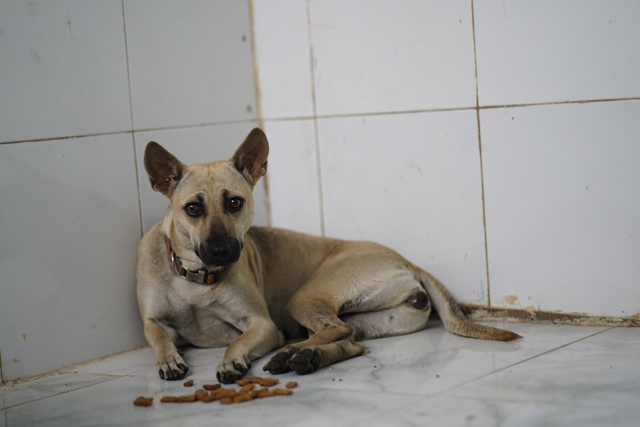 Ph&iacute;a sau bức ảnh người đ&agrave;n &ocirc;ng lang thang c&ugrave;ng ch&uacute; ch&oacute; ở TP.HCM, xin việc hơn 30 c&ocirc;ng tr&igrave;nh đều bị từ chối- Ảnh 7.