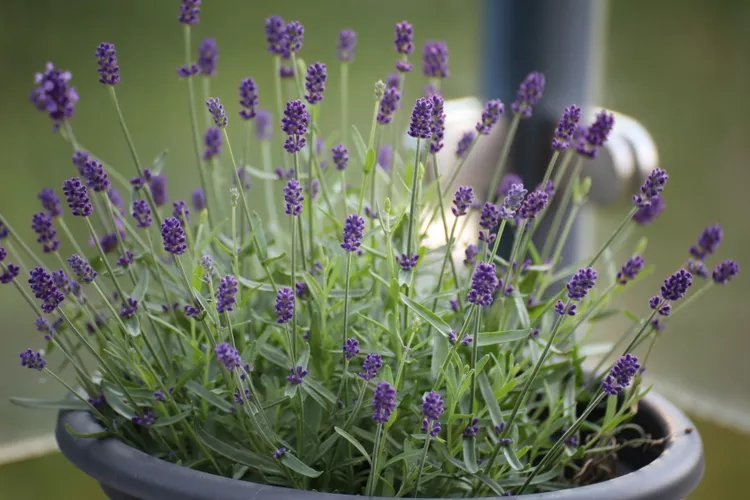 9 loại c&acirc;y kh&ocirc;ng n&ecirc;n trồng trong nh&agrave; kẻo mang lại phiền to&aacute;i- Ảnh 4.