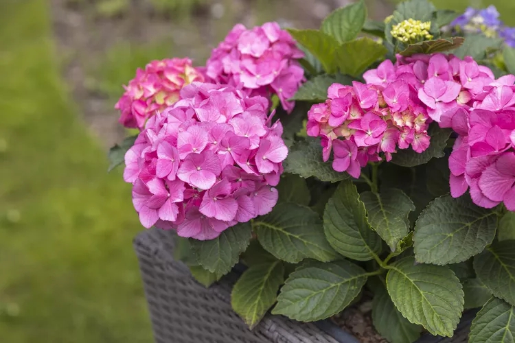 9 loại c&acirc;y kh&ocirc;ng n&ecirc;n trồng trong nh&agrave; kẻo mang lại phiền to&aacute;i- Ảnh 9.