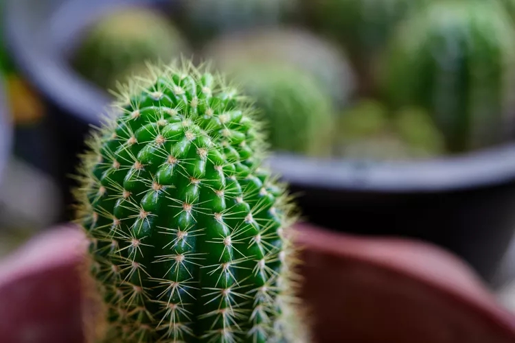 9 loại c&acirc;y kh&ocirc;ng n&ecirc;n trồng trong nh&agrave; kẻo mang lại phiền to&aacute;i- Ảnh 6.