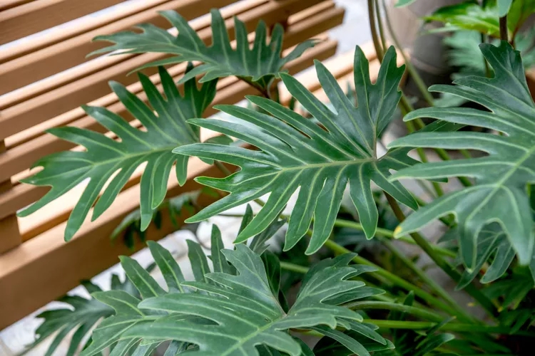 9 loại c&acirc;y kh&ocirc;ng n&ecirc;n trồng trong nh&agrave; kẻo mang lại phiền to&aacute;i- Ảnh 7.