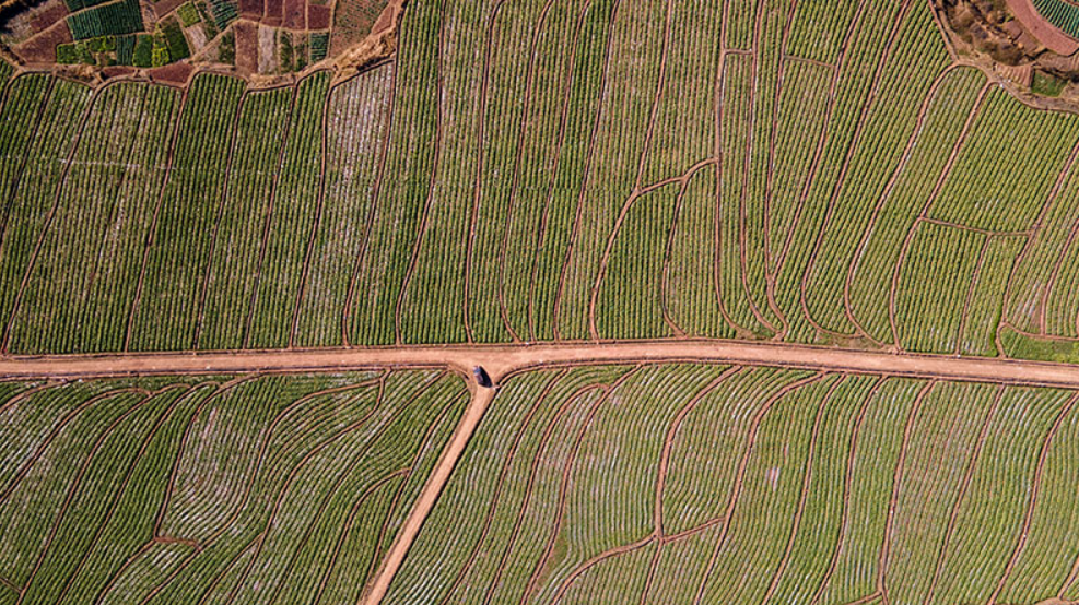 Ph&aacute;t hiện người đ&agrave;n &ocirc;ng sinh năm 1984 b&aacute;n rau kiếm hơn 37 tỷ đồng/năm- Ảnh 2.