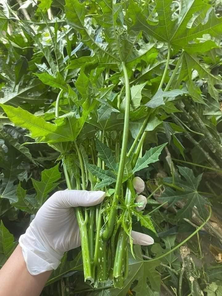 Việt Nam c&oacute; loại rau cực bổ dưỡng, được giới khoa học khen ngợi hết lời: Tiếc l&agrave; &iacute;t người biết để ăn- Ảnh 1.