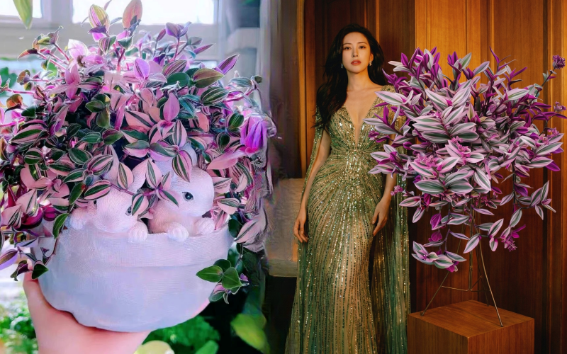 Lo&agrave;i c&acirc;y 