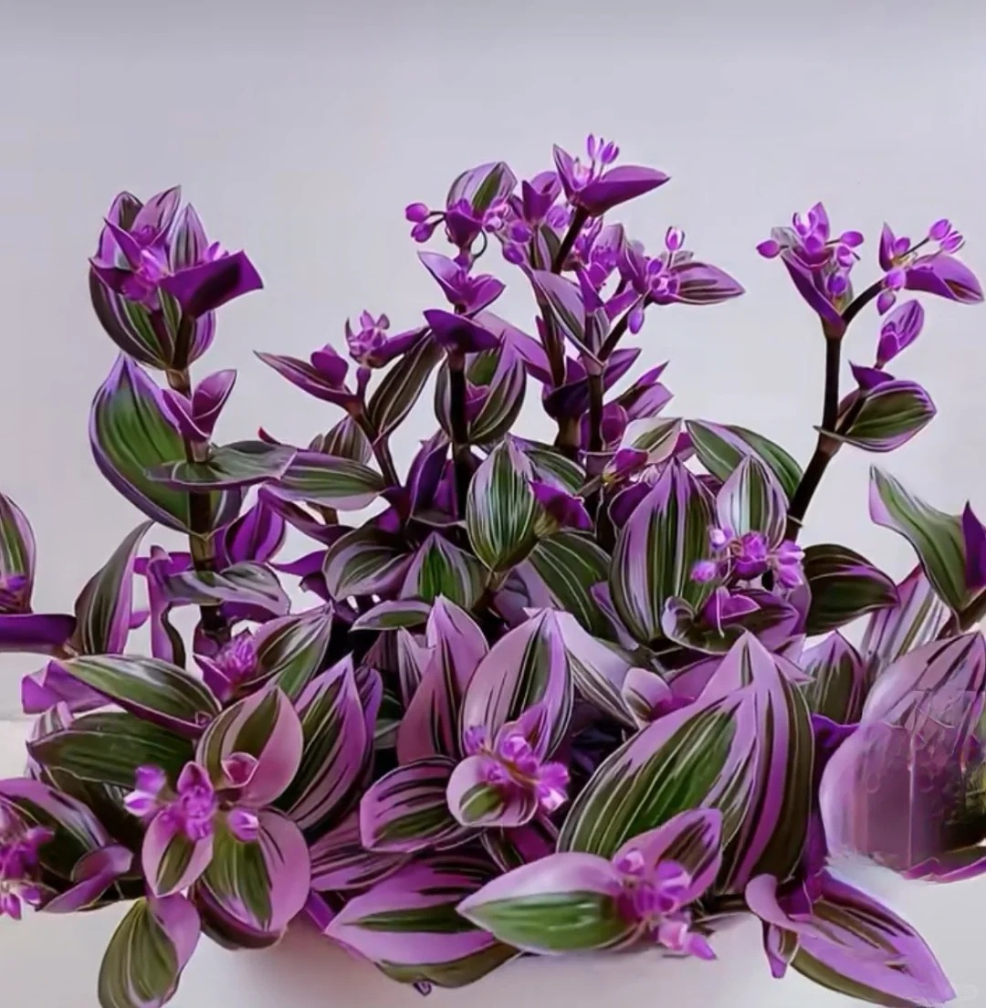 Lo&agrave;i c&acirc;y 