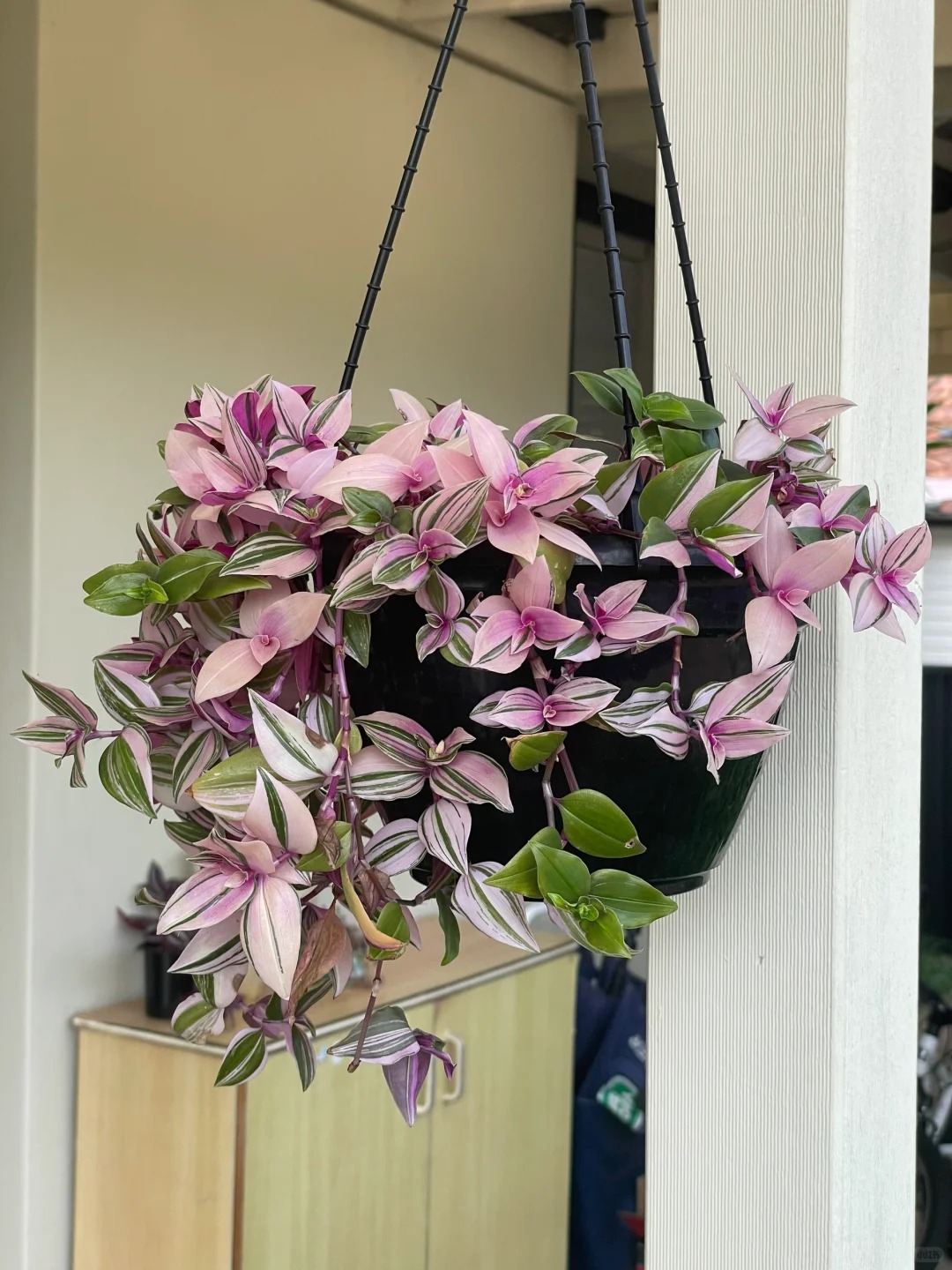 Lo&agrave;i c&acirc;y 