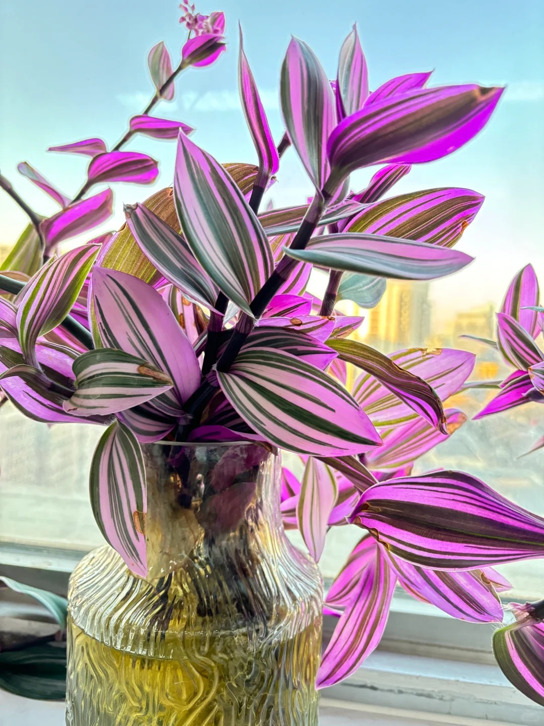 Lo&agrave;i c&acirc;y 