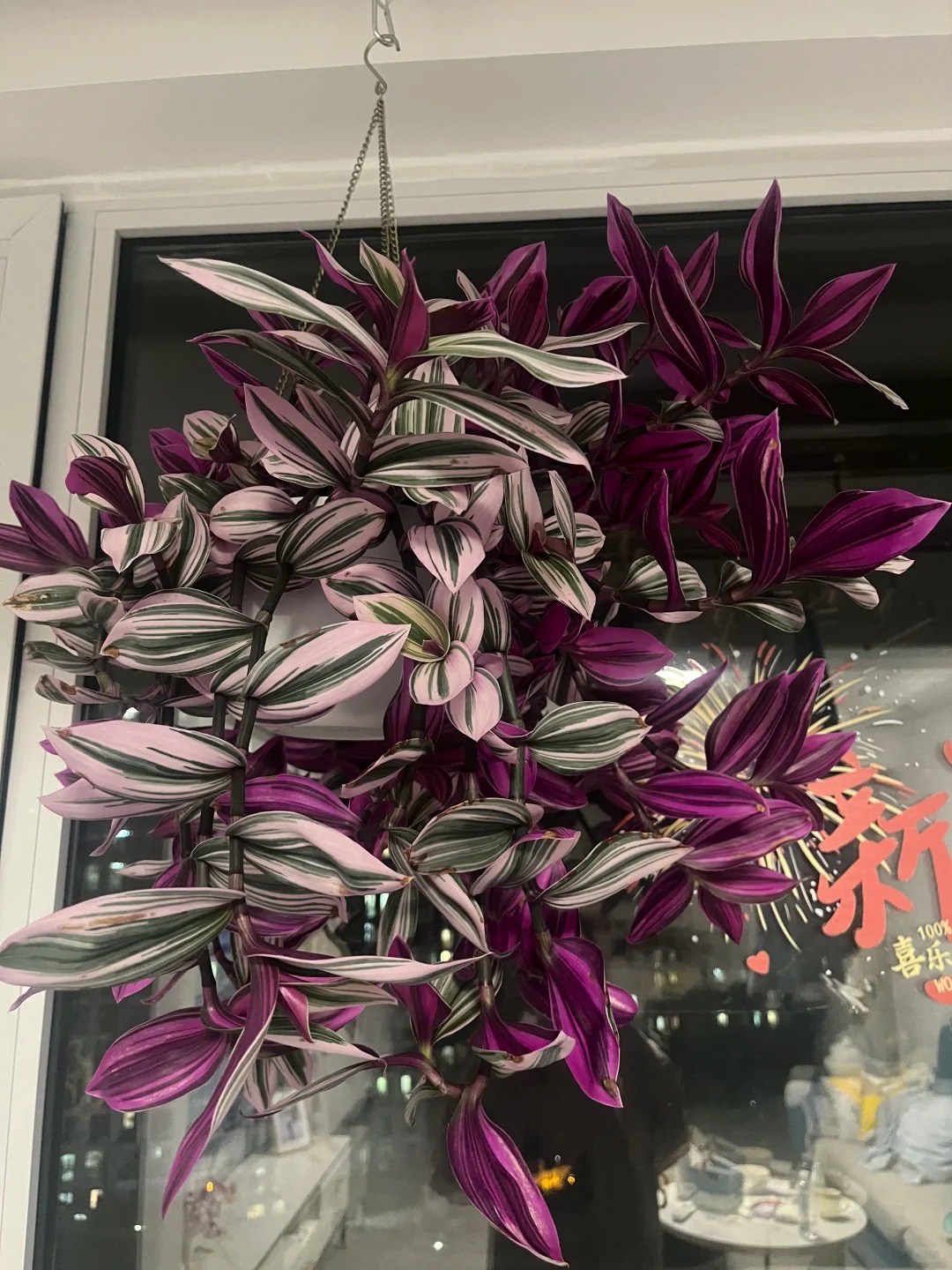 Lo&agrave;i c&acirc;y 