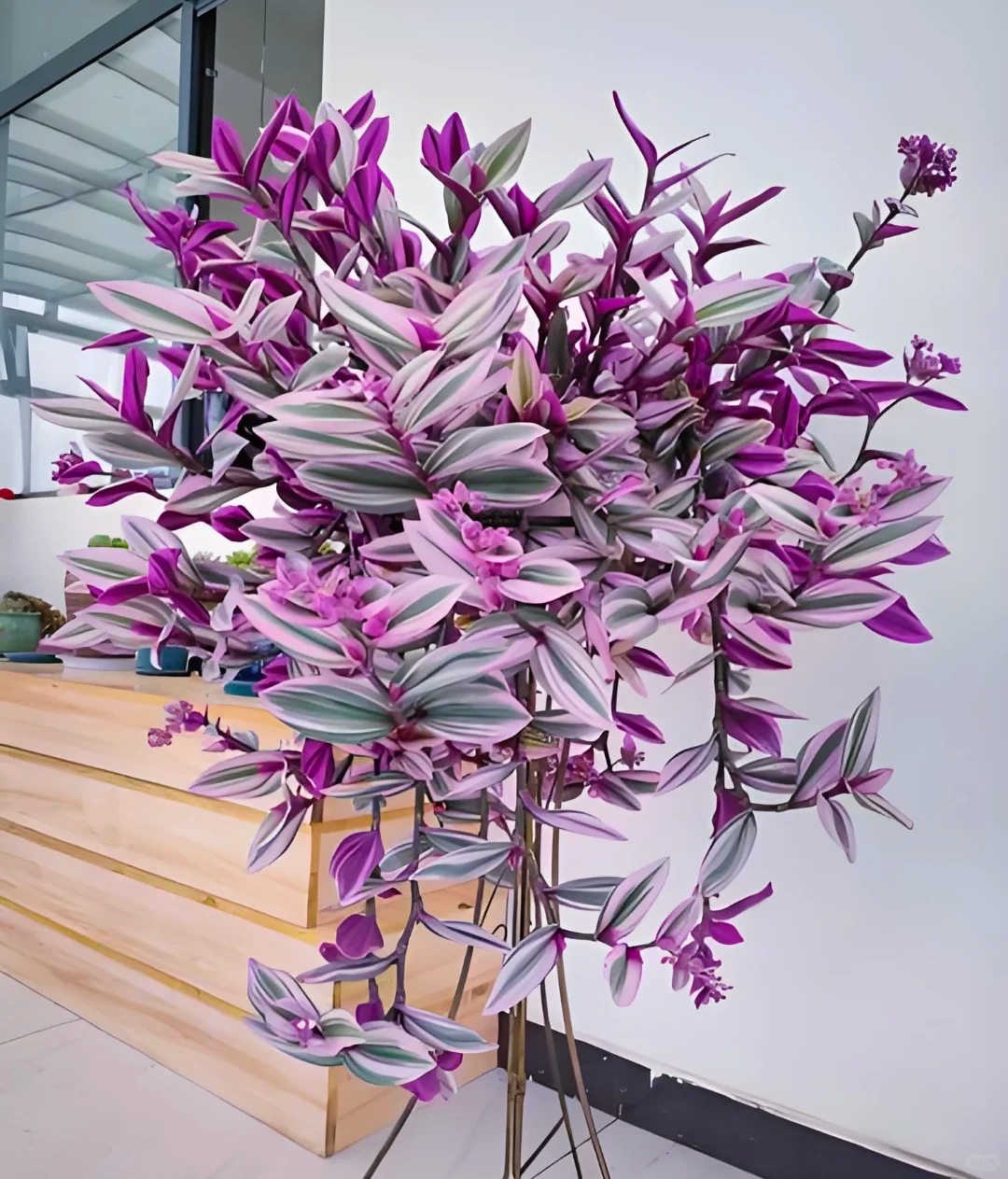 Lo&agrave;i c&acirc;y 