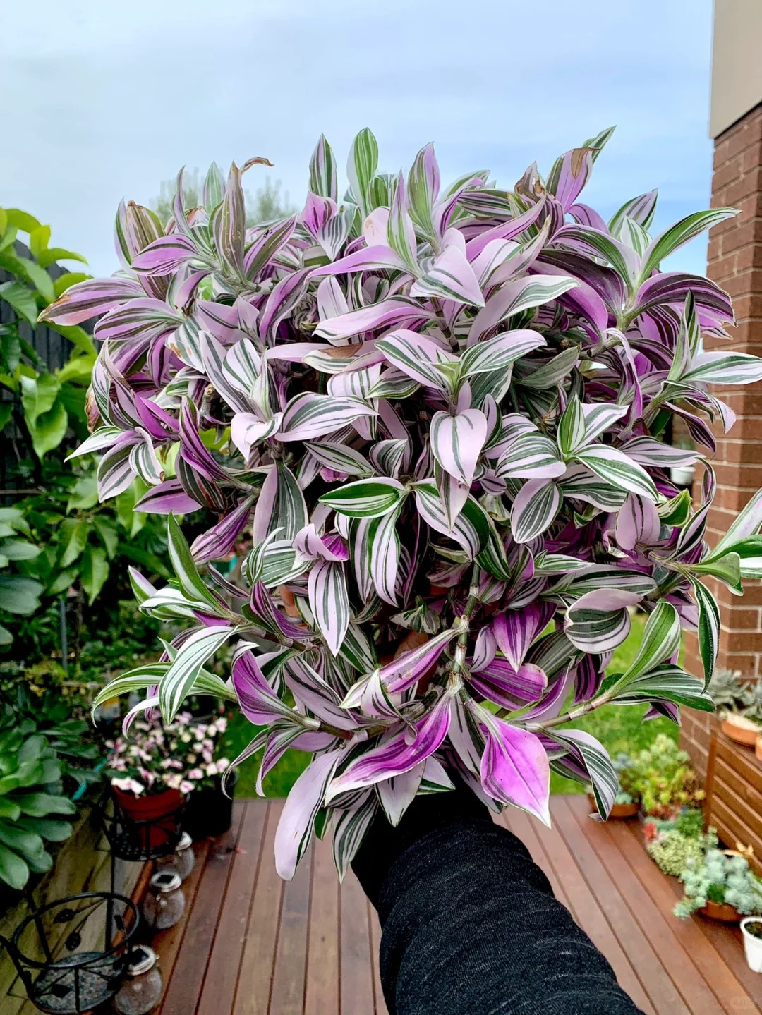 Lo&agrave;i c&acirc;y 