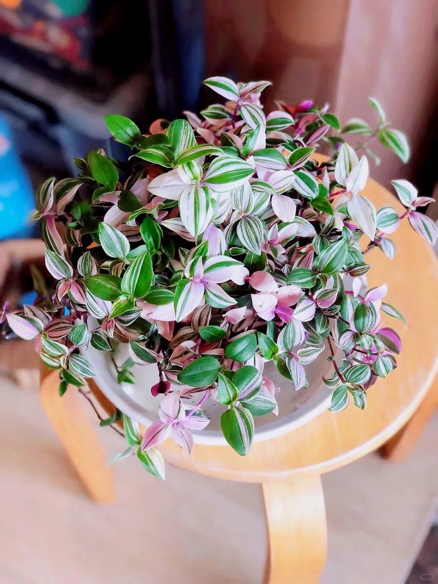 Lo&agrave;i c&acirc;y 